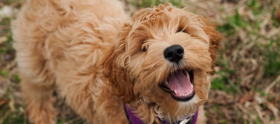 dog with its mouth open