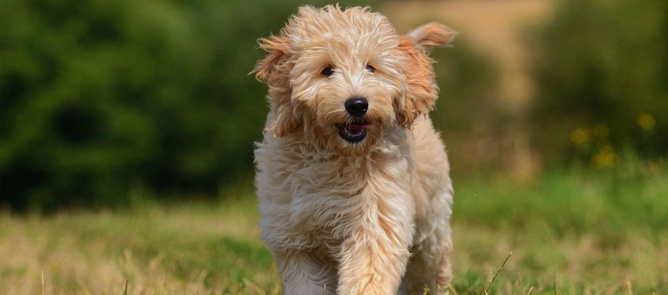 dog before grooming