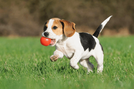 dog running