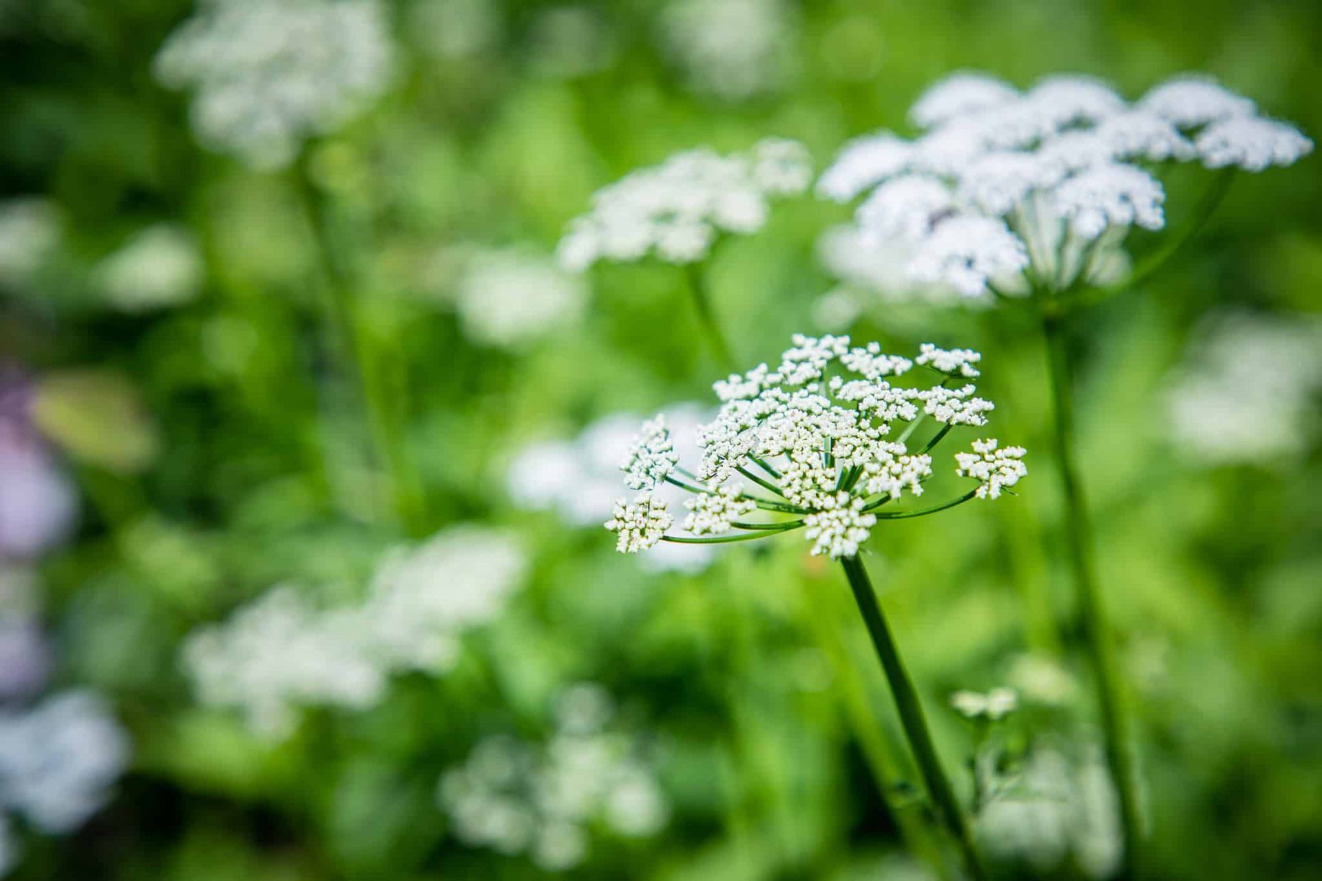 A close up of a white flower in a field.