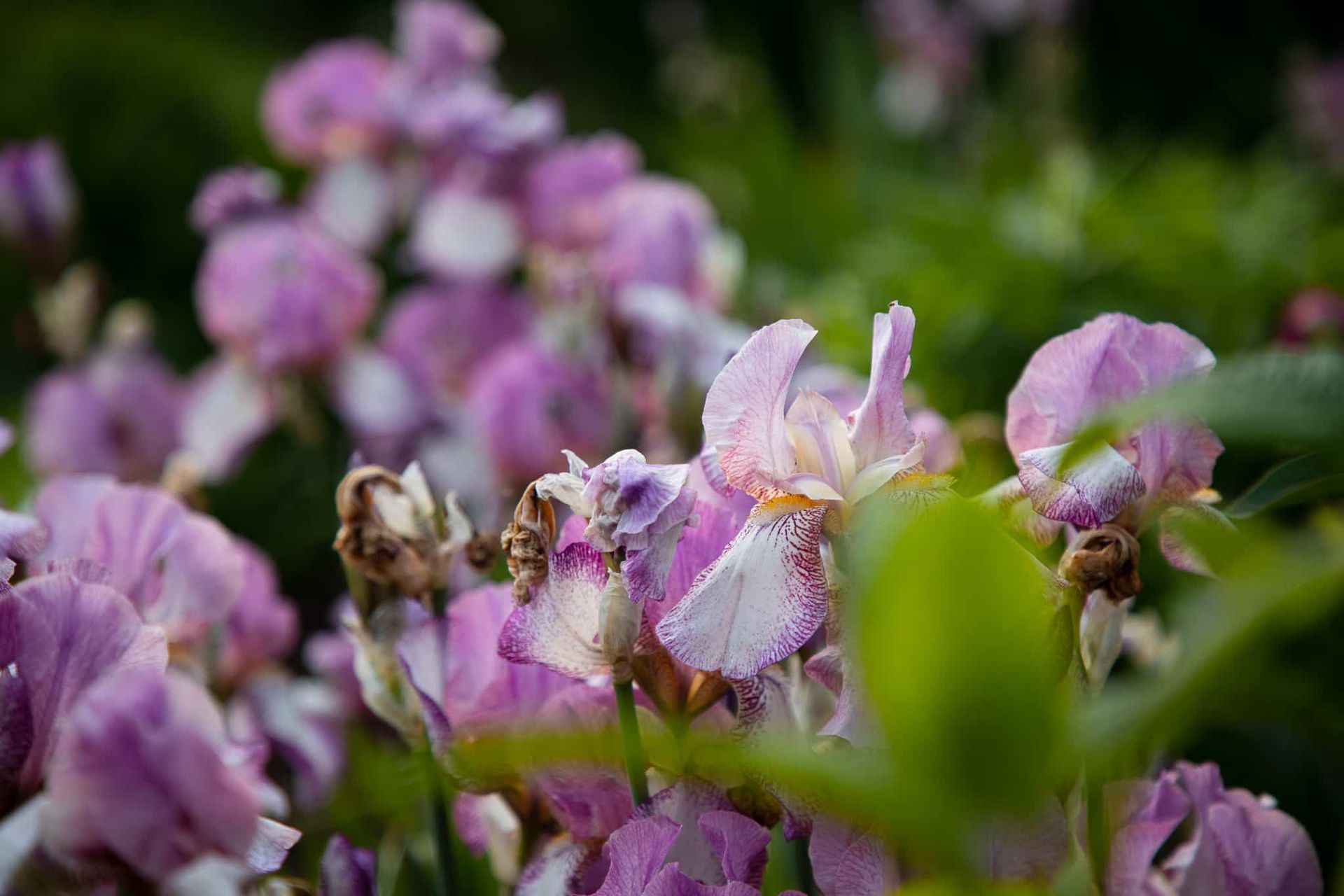 A bunch of purple flowers are growing in the grass.