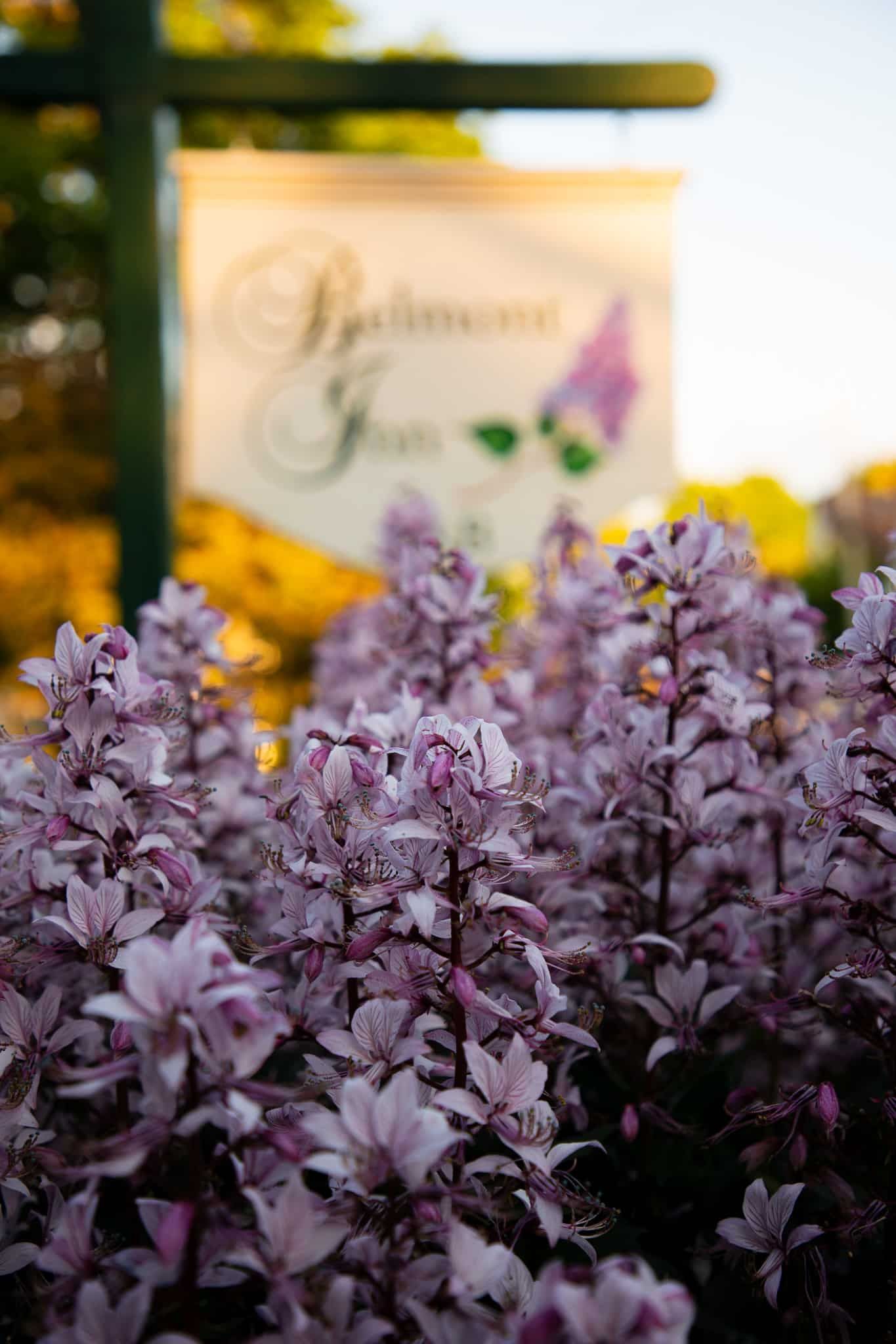 A bunch of purple flowers are growing in front of a sign.
