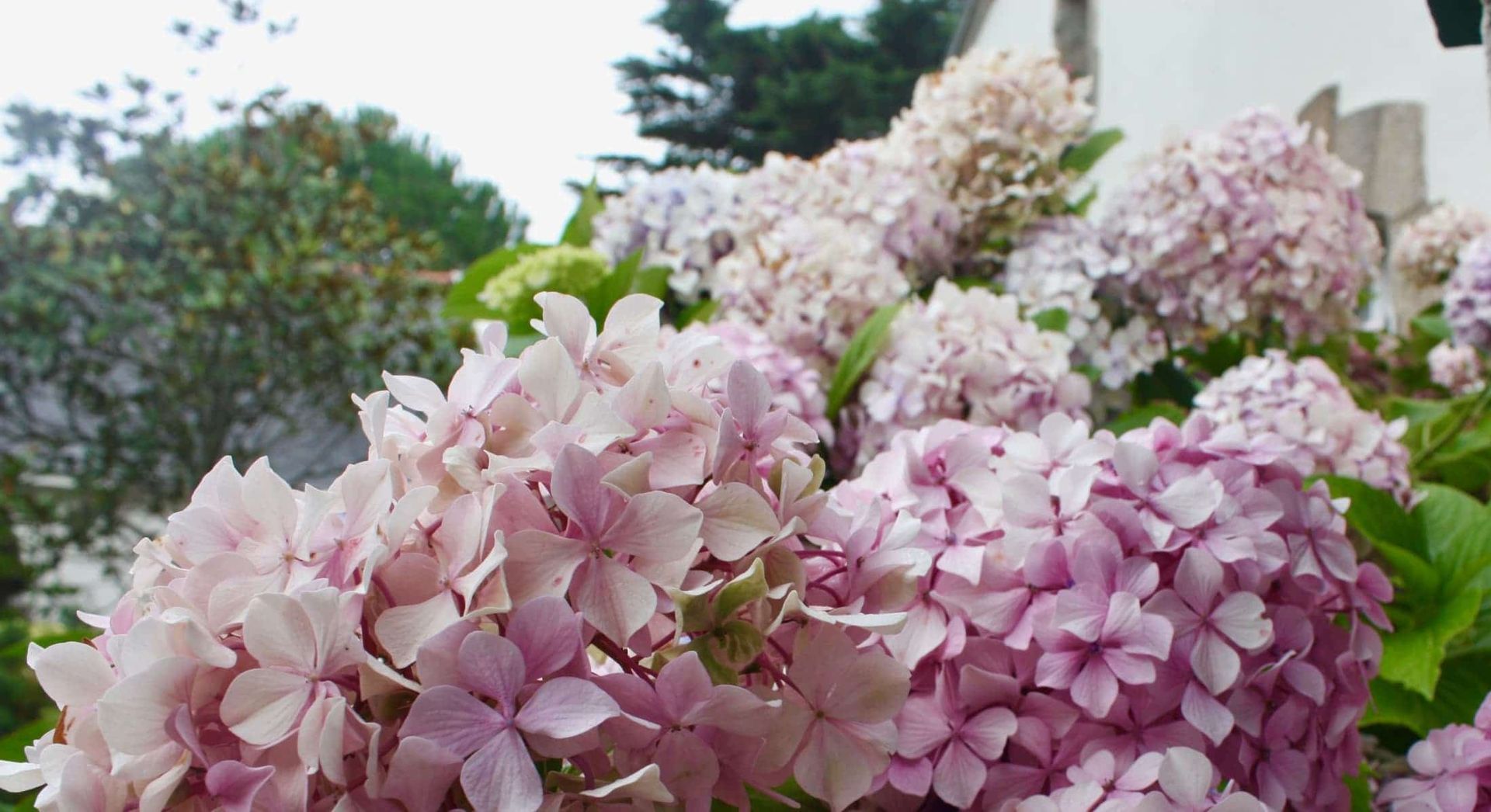 A bunch of pink and white flowers are growing on a bush.