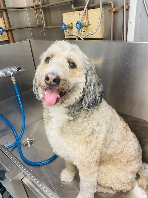 A dog is sitting in a sink with a blue hose attached to it.