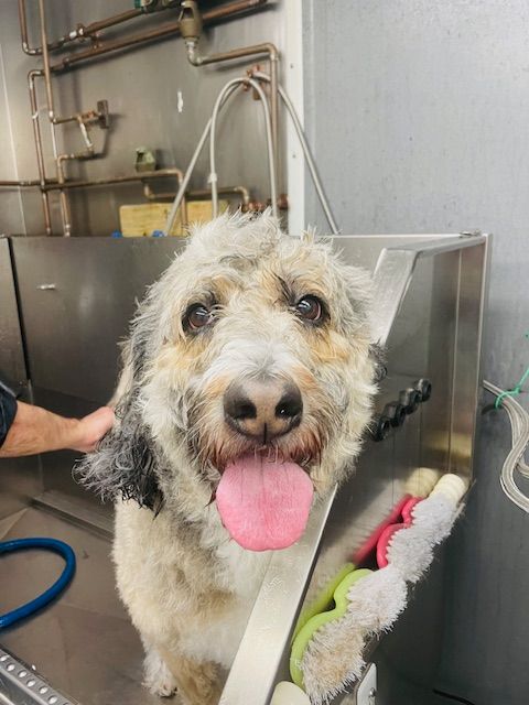 A dog is being groomed in a sink with its tongue hanging out.