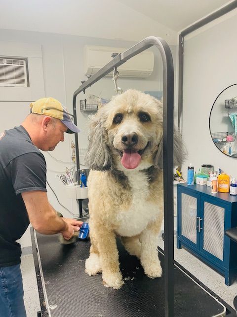A man is grooming a poodle on a grooming table
