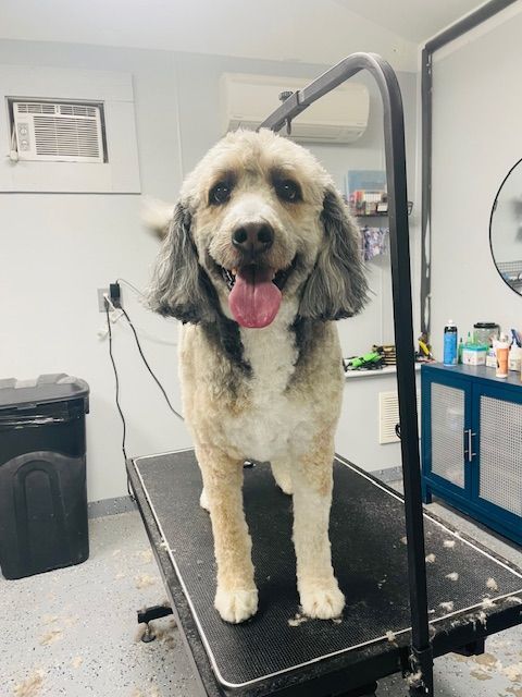 A dog standing on a grooming table with its tongue out
