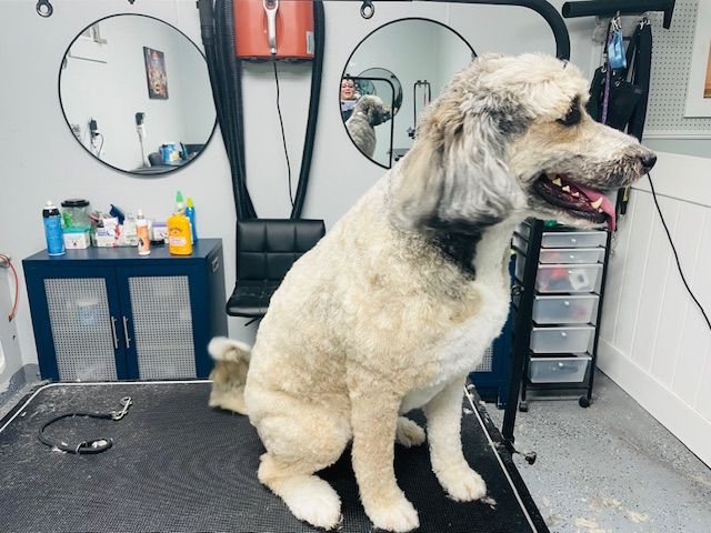 A dog is sitting on a grooming table in a room