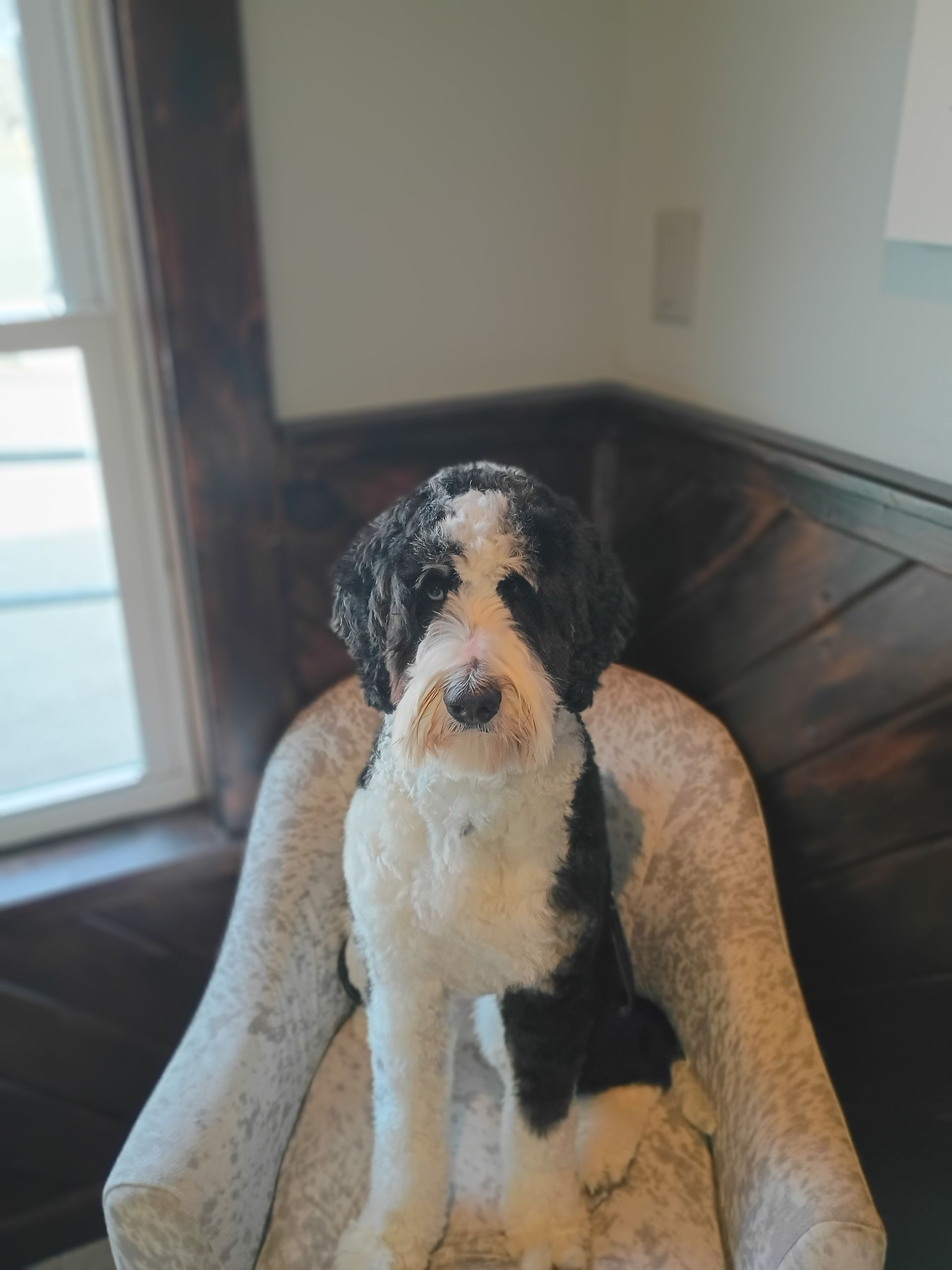 A black and white dog is sitting in a chair in front of a window.
