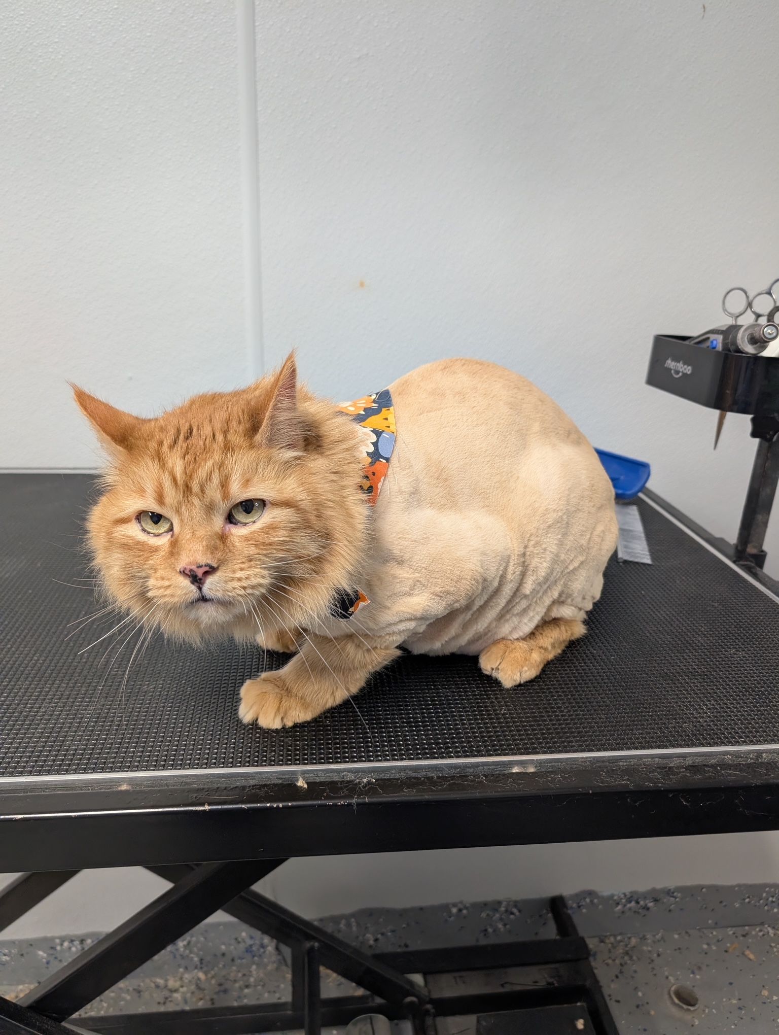 A cat with a shaved head is sitting on a table.