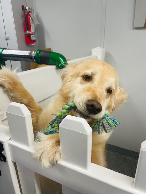 A dog is playing with a toy behind a white fence.