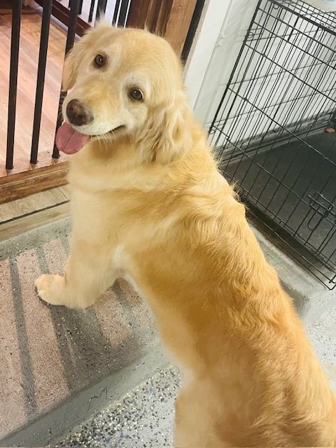 A golden retriever dog is sitting on a rug next to a cage.