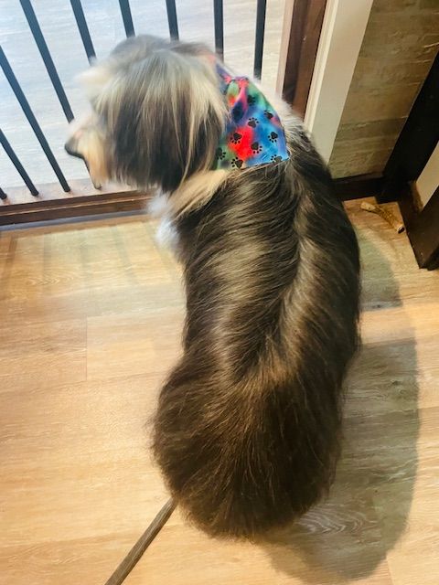 A dog is sitting on a wooden floor in front of a fence.