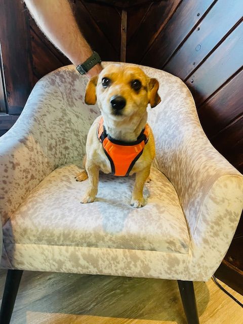 A small dog wearing an orange harness is sitting on a chair