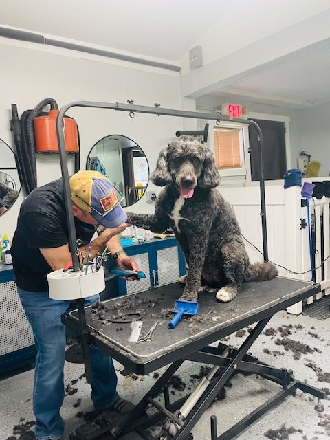 A man is grooming a large dog on a table.