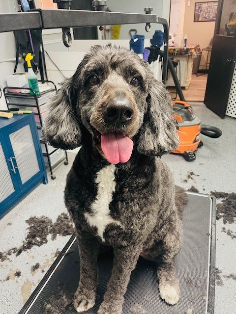 A dog is sitting on a grooming table with its tongue out