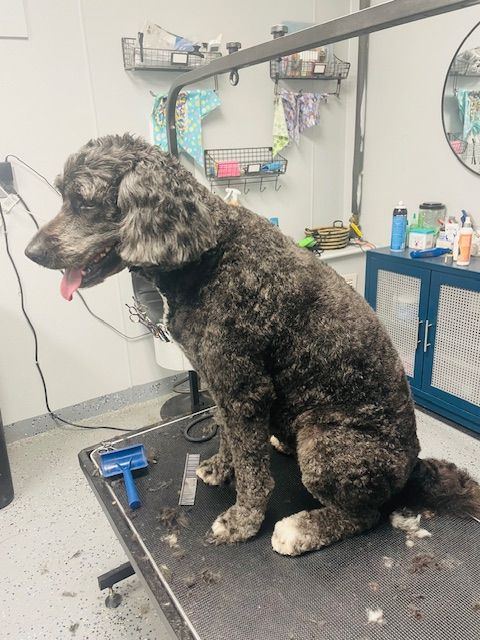 A dog is sitting on a grooming table in a room.