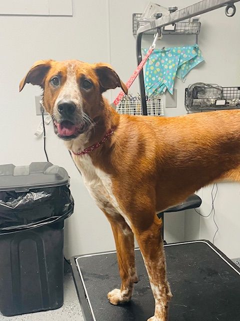 A brown and white dog is standing on a grooming table.