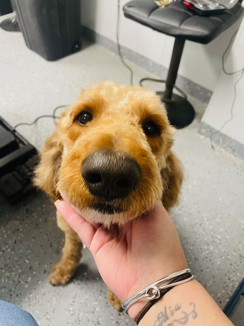 A person is holding a small brown dog in their hand