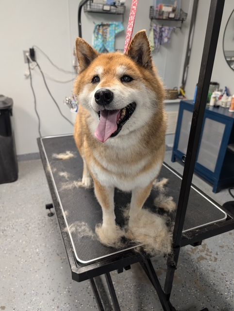 A dog is sitting on a grooming table with its tongue out
