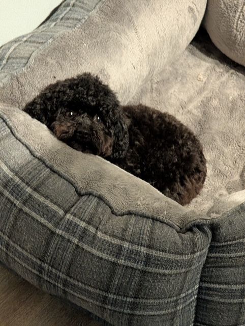 A small black poodle is laying in a dog bed.