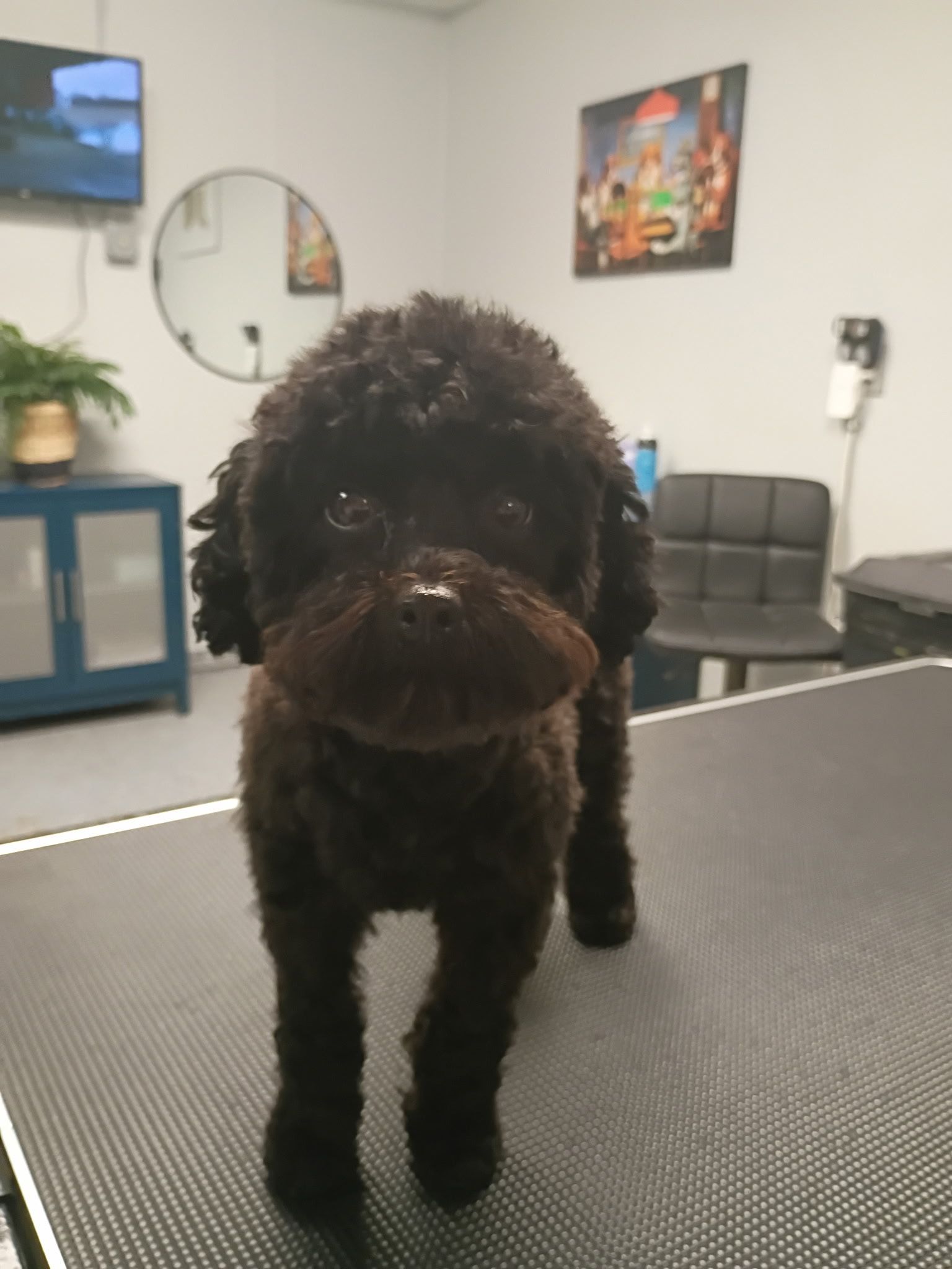 A small black dog standing on a table in a room