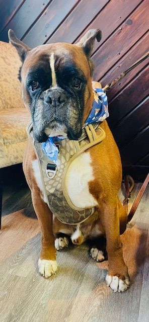 A boxer dog wearing a harness and bandana is sitting on the floor.