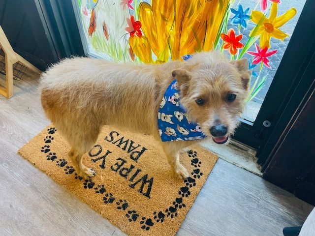 A dog is standing on a door mat that says wipe yo paws