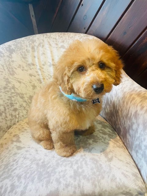A small brown dog is sitting on a chair wearing a blue collar.