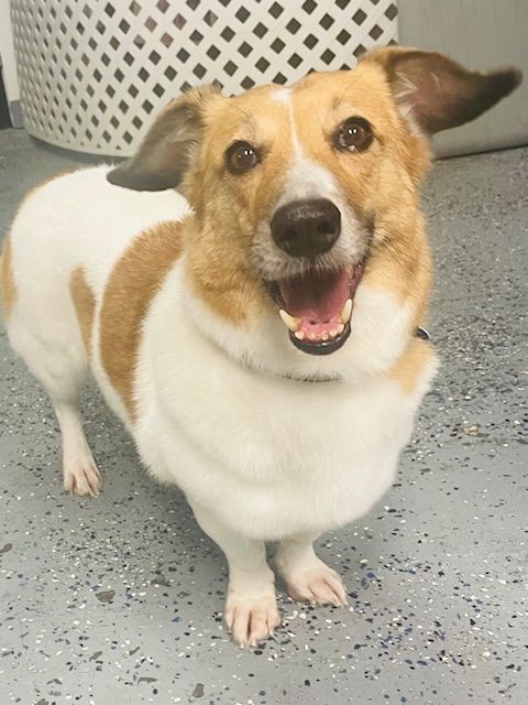 A brown and white dog is standing on the floor with its mouth open.