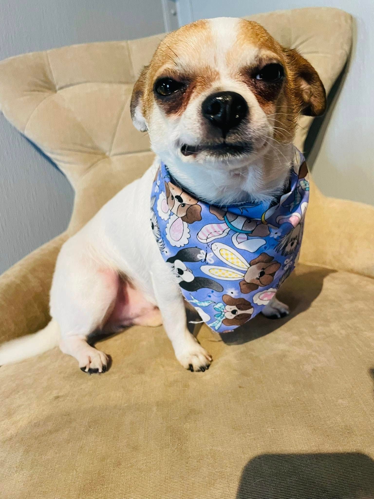 A small dog wearing a bandana is sitting on a chair.