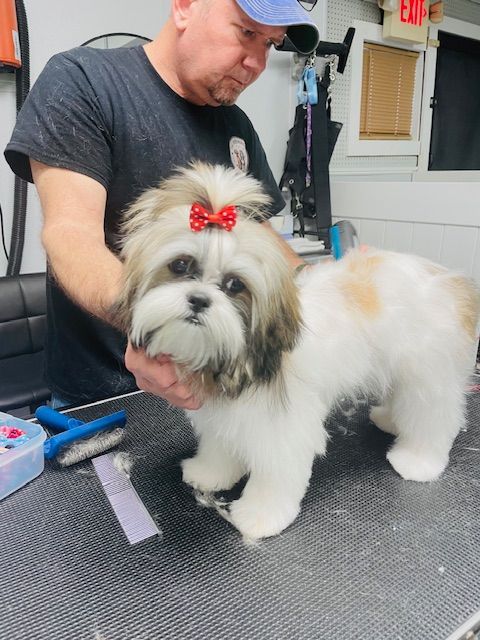 A man is grooming a small dog with a red bow on its head