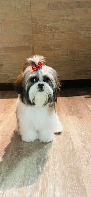 A shih tzu dog with a red bow in its hair is sitting on a wooden floor.
