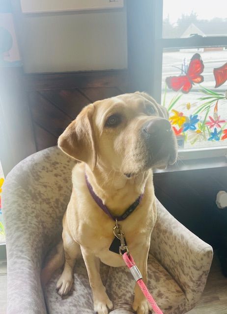 A dog is sitting in a chair in front of a window.