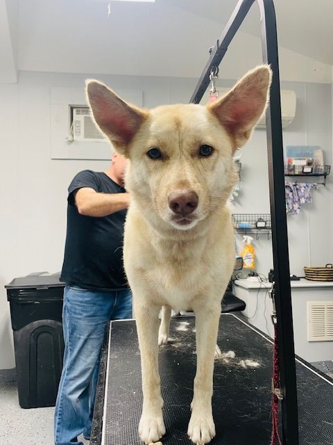 A dog is standing on a grooming table with a man standing behind it.