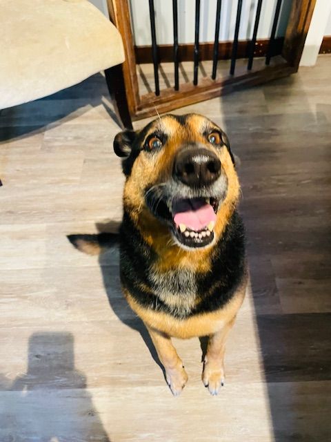 A brown and black dog is sitting on a wooden floor and looking up at the camera.