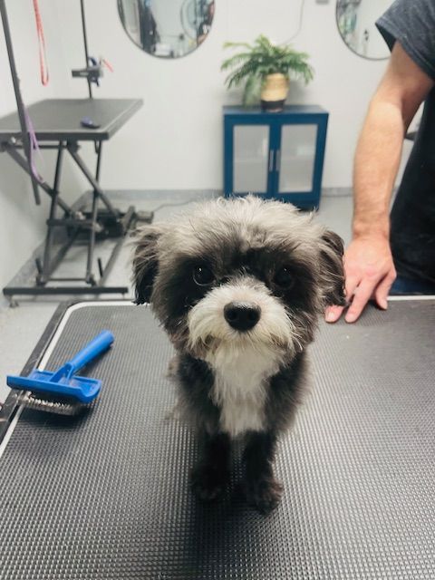 A small black and white dog standing on a table
