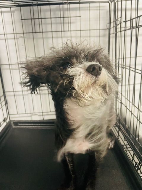 A small dog is standing in a cage and looking up.