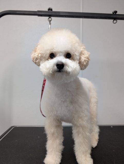 A small white dog with a pink leash is standing on a table