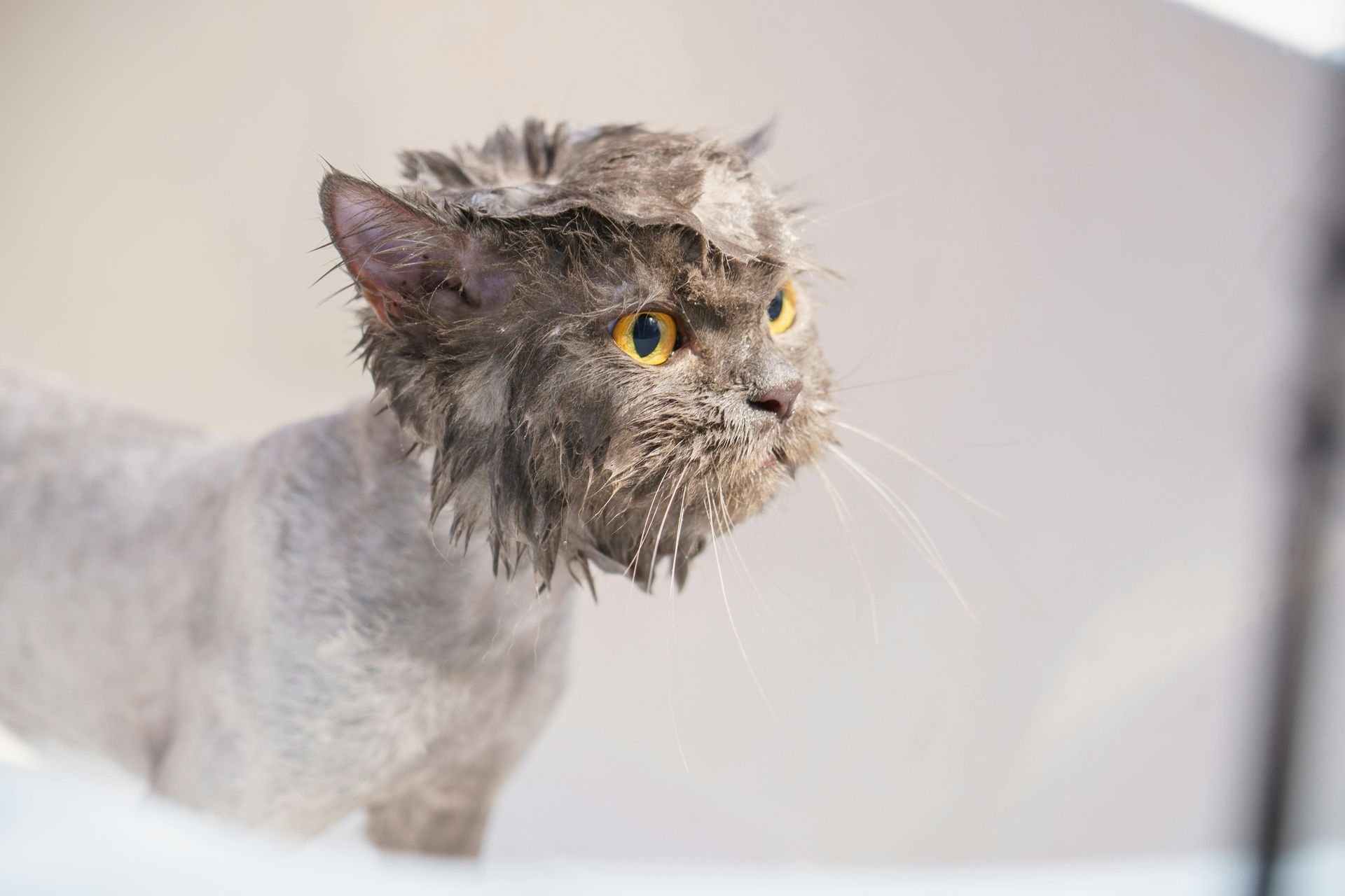 A wet cat is taking a bath in a bathtub.