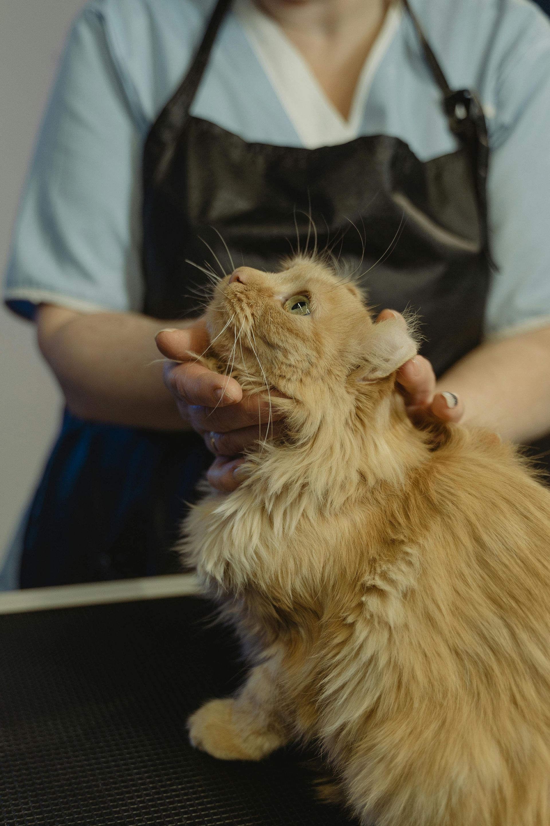 A woman is grooming an orange cat on a table.