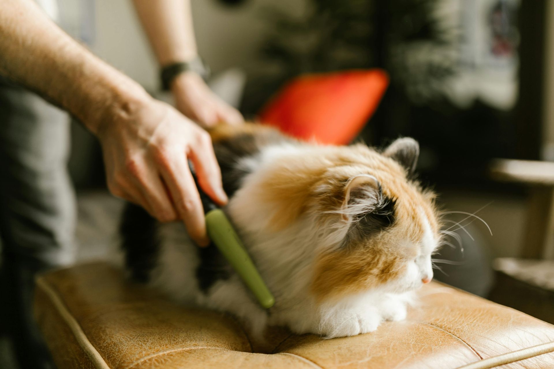 A person is brushing a cat on a leather ottoman.