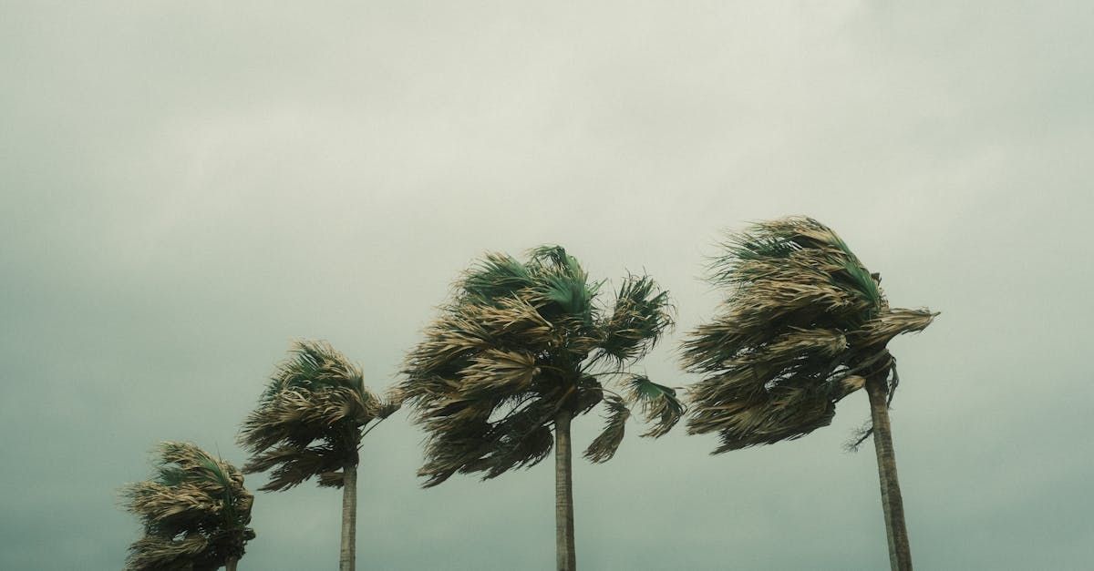 A row of palm trees blowing in the wind A row of palm trees blowing in the wind on a cloudy day.