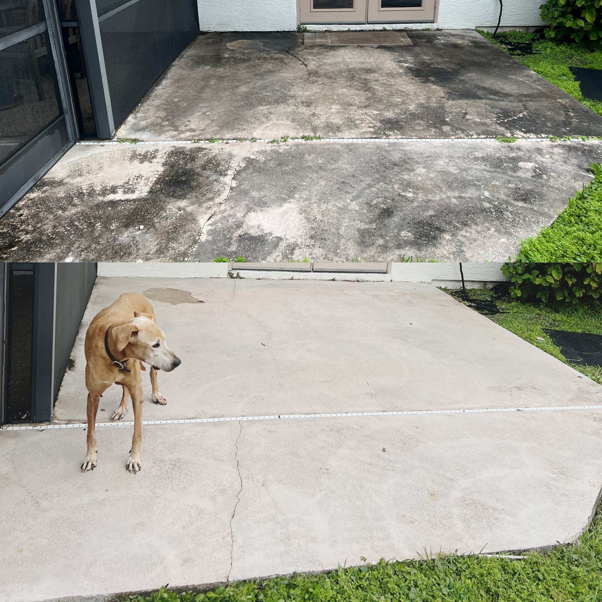 A dog standing on a sidewalk in front of a house