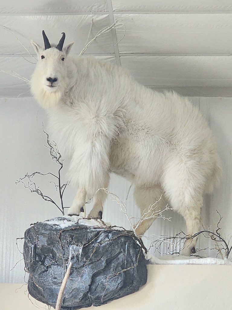Mount Portfolio