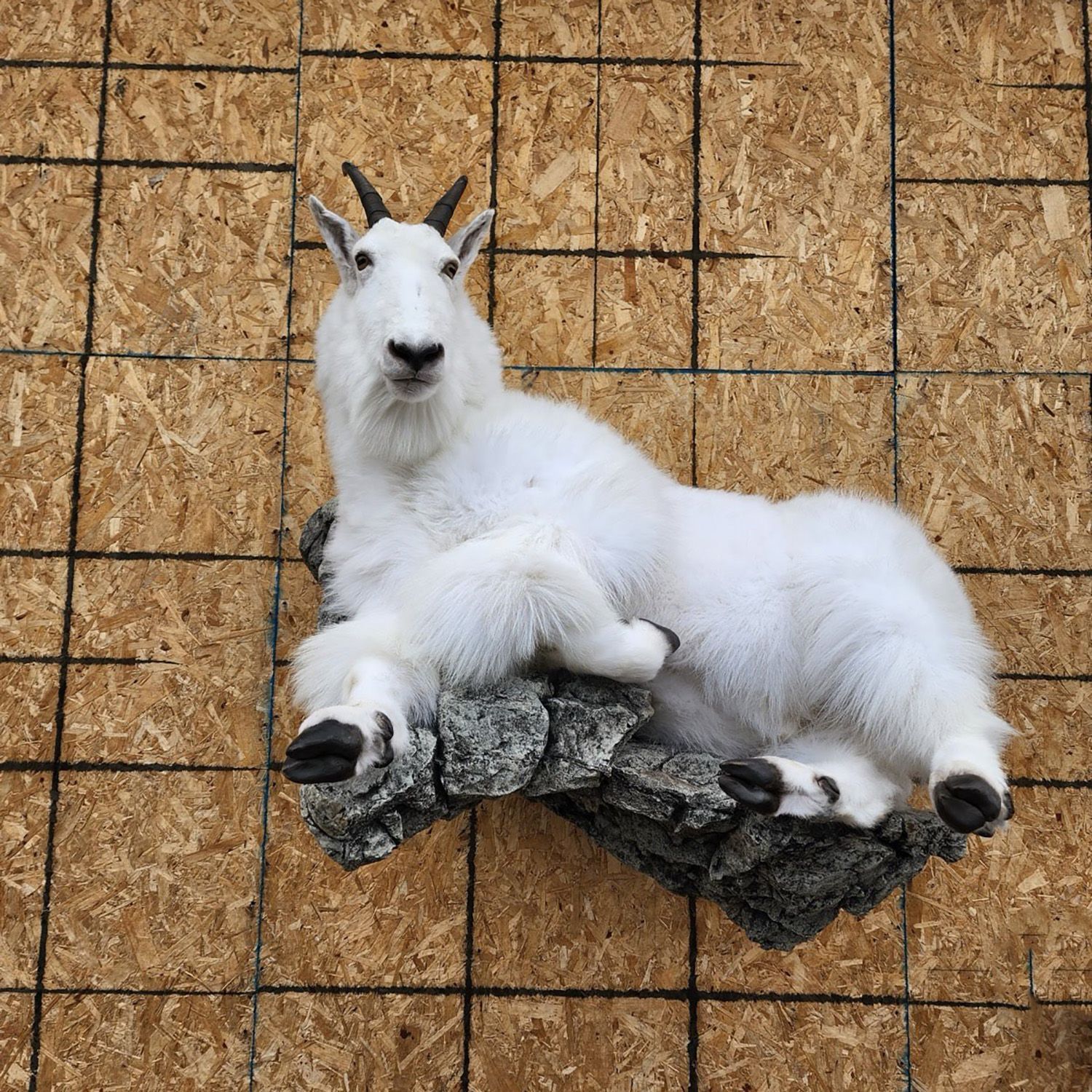 Mount Portfolio