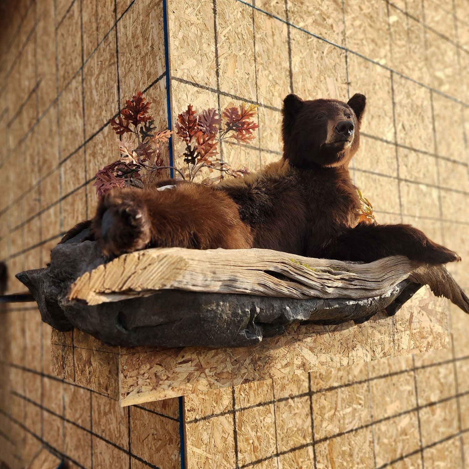 Exotic Animals