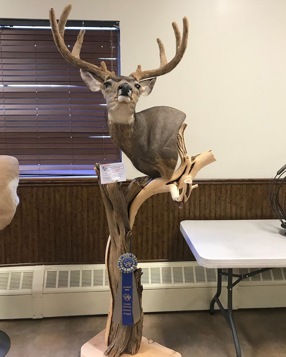 Mount Portfolio