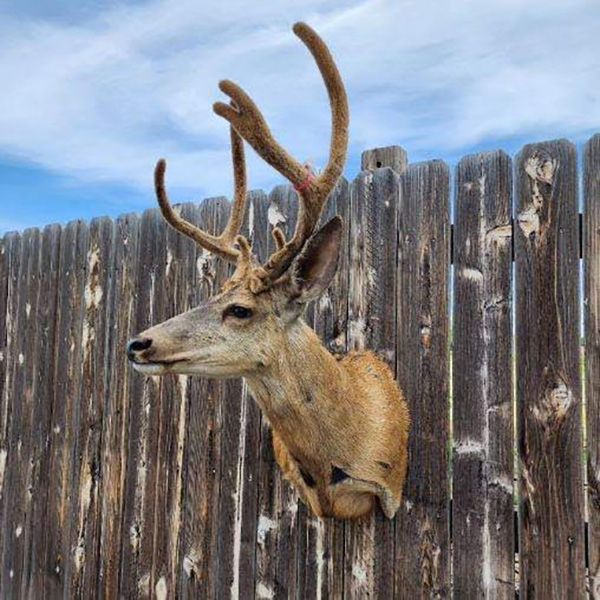 Whitetail Deer