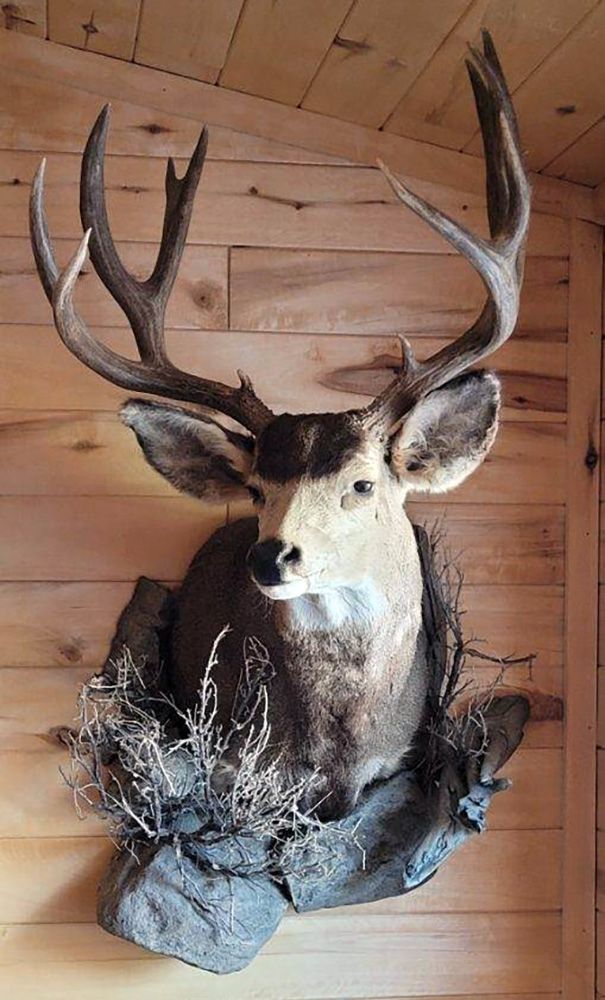Mount Portfolio